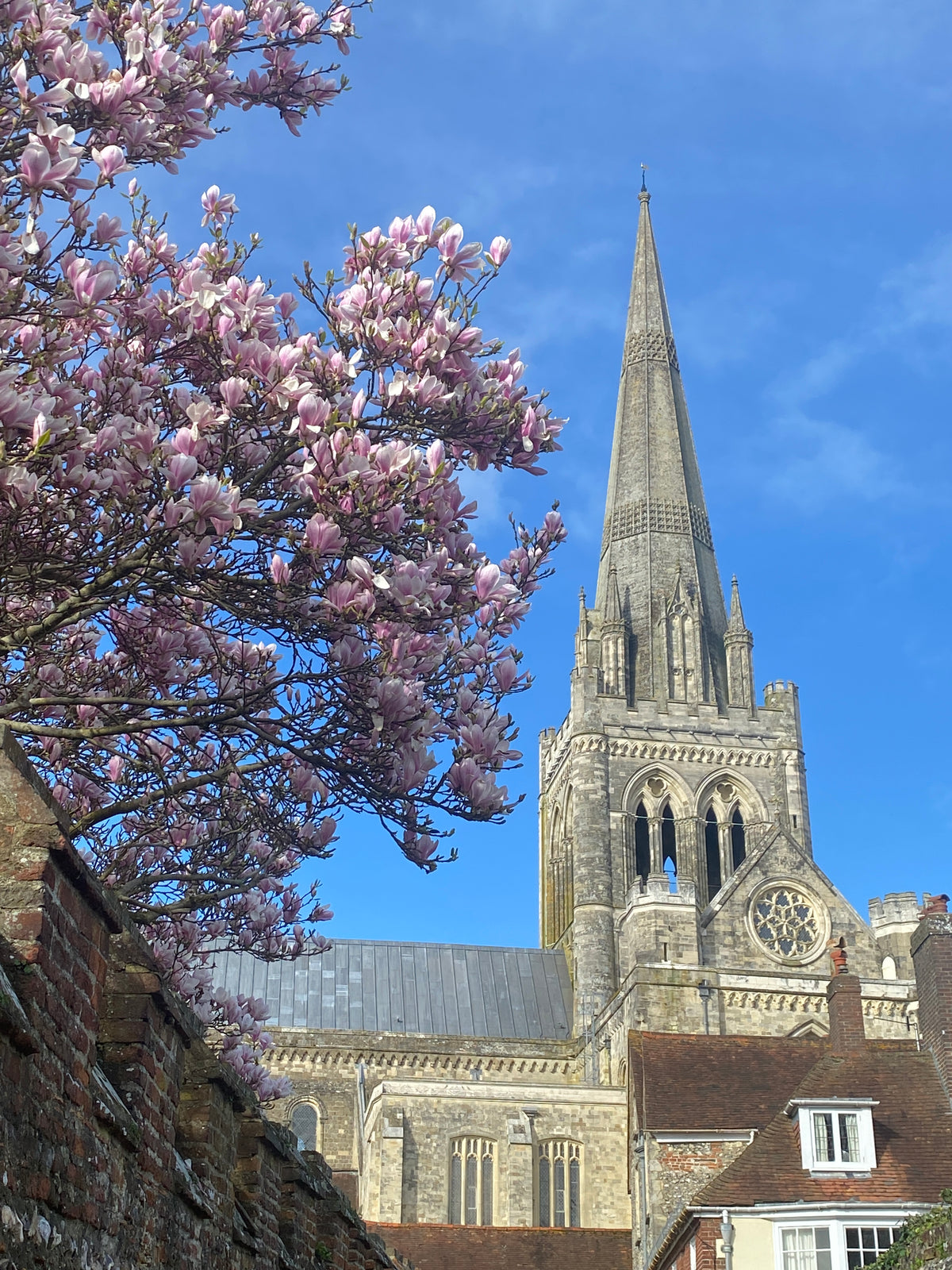 Chichester's Magnificent Magnolias