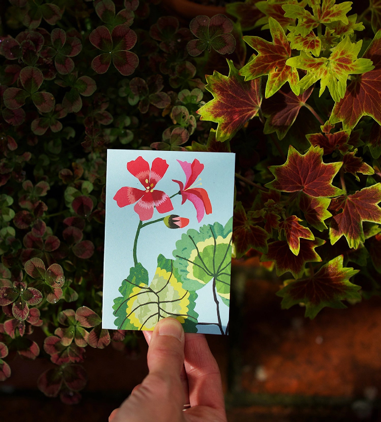 Pack of 8 'Geranium' Mini Greetings Cards - Winter's Moon 