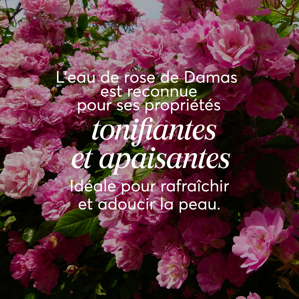 Brume visage <span>Eau de Rose de Damas</span>